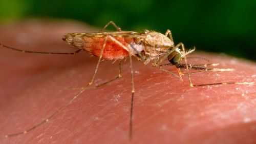 The United States has seen five cases of malaria spread by mosquitos in the past two months. It's the first time there has been local spread in the US in 20 years, according to the CDC. A feeding female Anopheles mosquito, which is a known vector for malaria, is shown.