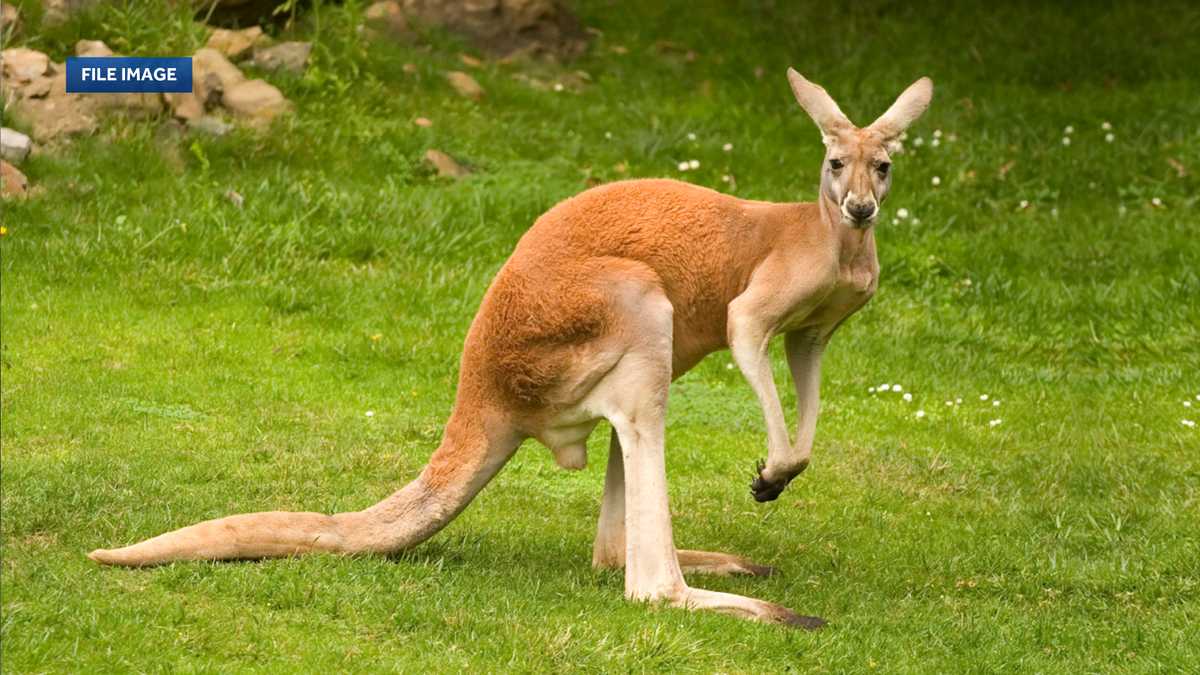 Two kangaroos hit and killed on I-39 near Portage, another still missing
