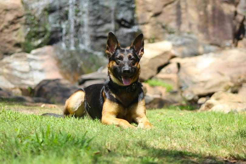 K-9 helps make arrest after gas station assault, police say