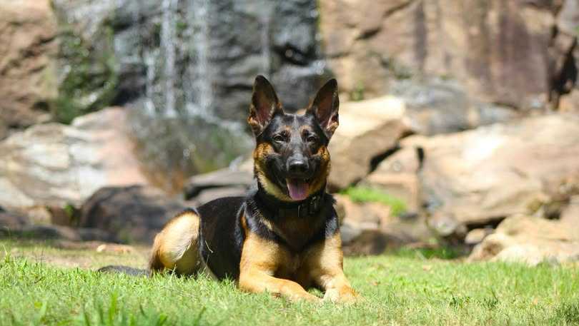 Suspect accused of throwing biscuit at Spinx employee found by K9 in recycling bin, officers say