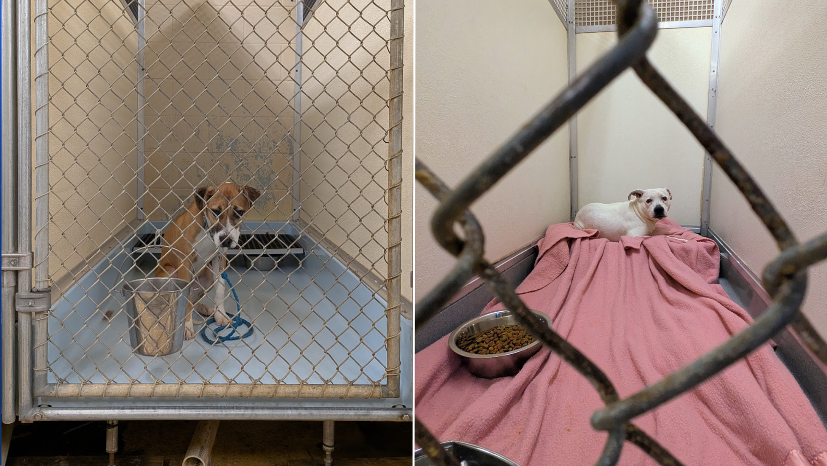 Cincinnati Animal CARE declares code red after taking in 900+ animals in last 30 days