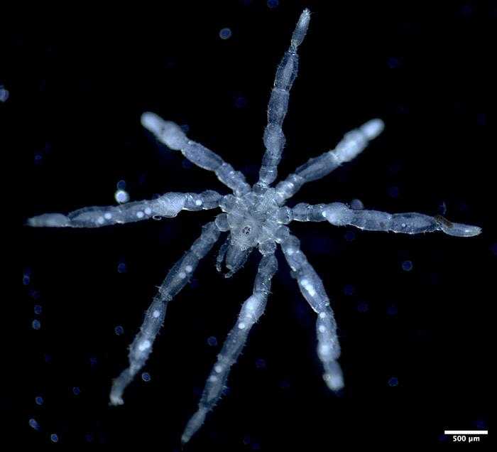 New hairy-legged, three-lipped, red-eyed sea spider species