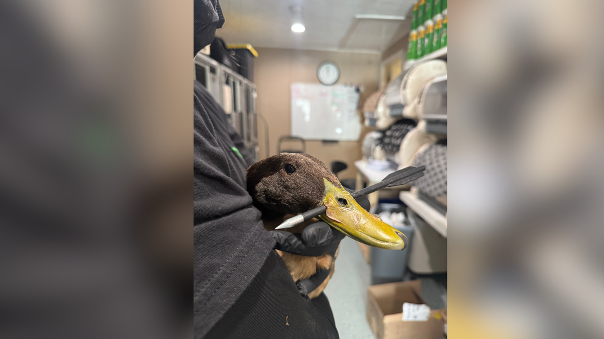 Duck on mend after found with arrow through its bill at Massachusetts pond