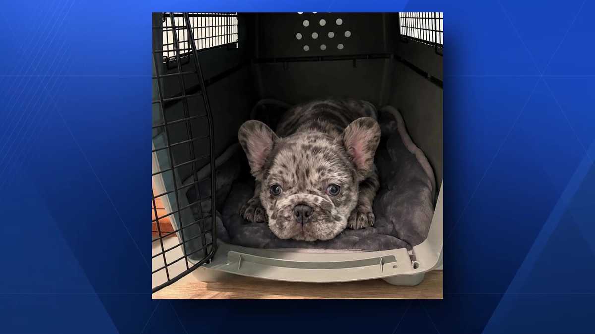 Local family warns of puppy adoption scam targeting their daughter