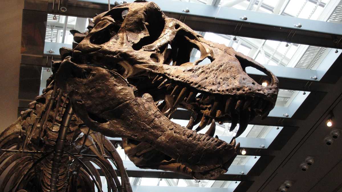 by using fossil teeth, scientists measured t. rex’s body temperature for the first time. they found evidence of an active