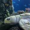 Happy birthday, Harold! Omaha's Henry Doorly Zoo and Aquarium's loggerhead sea turtle turns 31