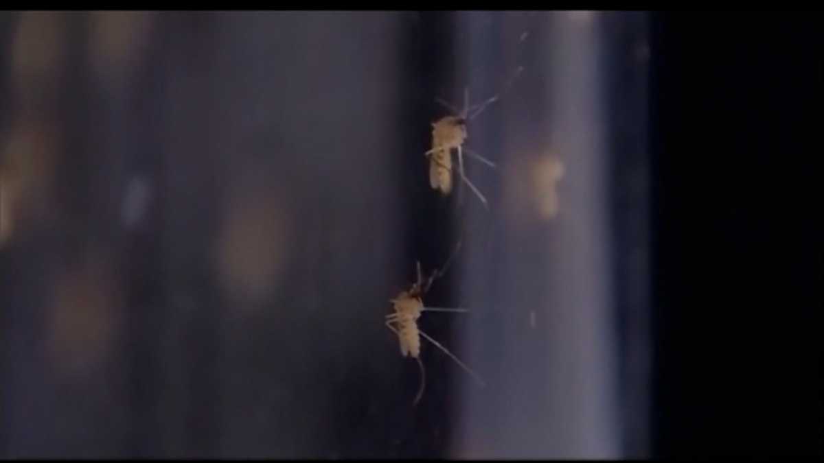 San Joaquin County urges residents to prevent mosquitoes