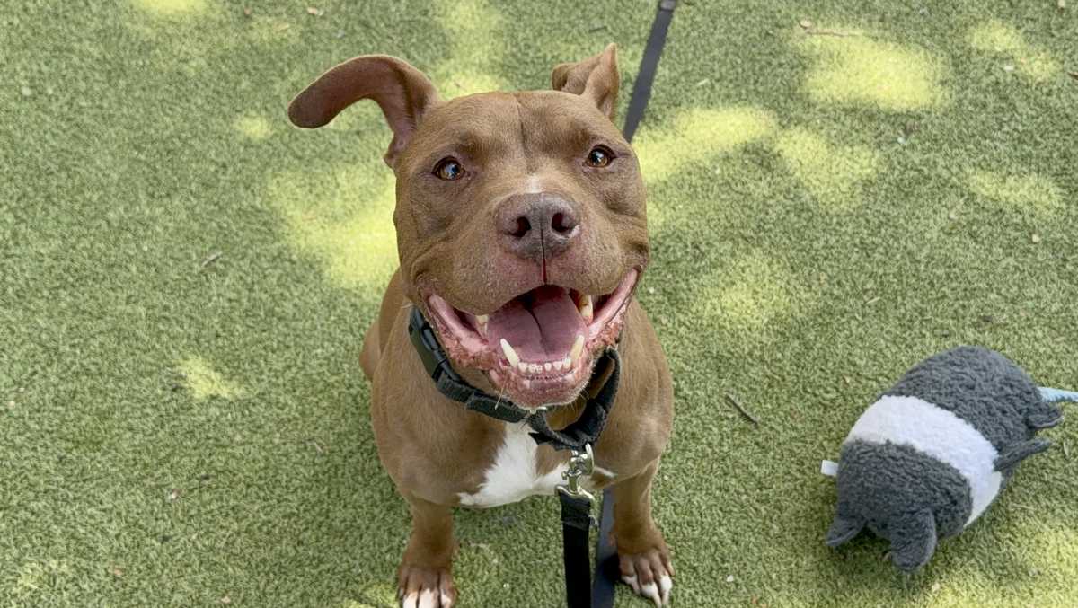 Years of wisdom: Meet Hercules, the Nebraska Humane Society's pet of the week