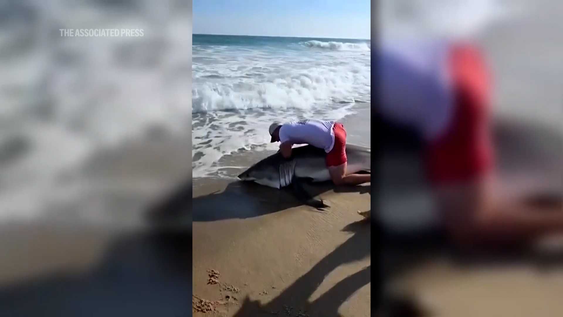 Caught on camera: Fisherman catches white shark, removes hook from its mouth and releases it