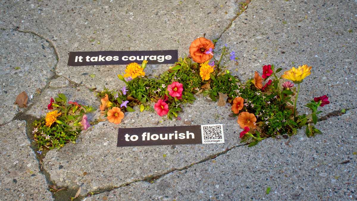 Flowers in sidewalk cracks raise awareness for LGBTQ youth homelessness in Wisconsin
