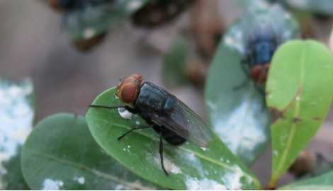State braces for screwworm, passes emergency rules