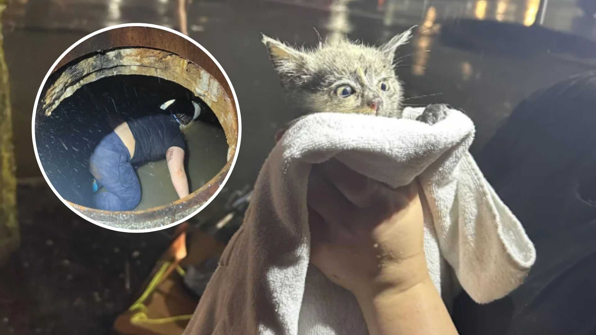Strangers come together to help rescue kitten trapped in Jeffersontown storm drain
