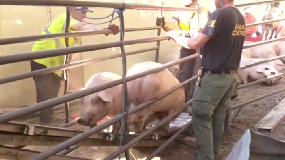 Pigs ran loose along Interstate 80 in Placer County after truck overturns, snarling traffic