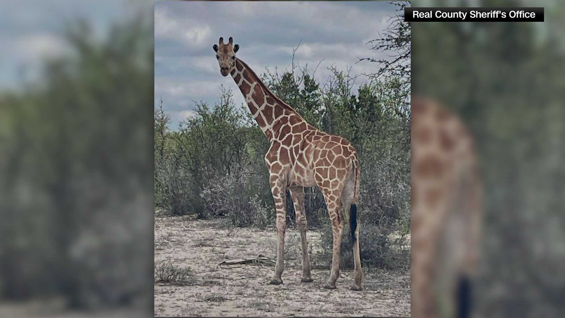 A giraffe escaped in Texas and has been missing for two weeks