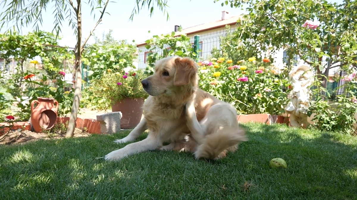 Consumer Reports: Give your pet a flea-free summer