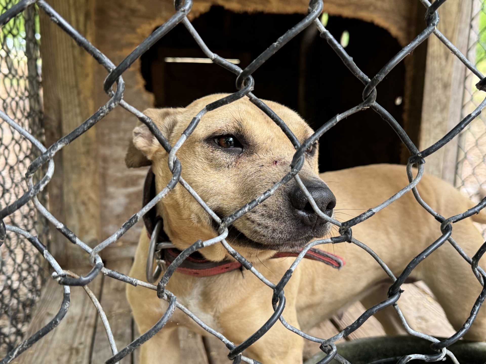 wyff4.com - Chloe McCoy - Former deputy, three others charged in South Carolina dogfighting case