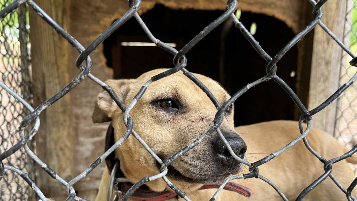 Former deputy, three others charged in South Carolina dogfighting case