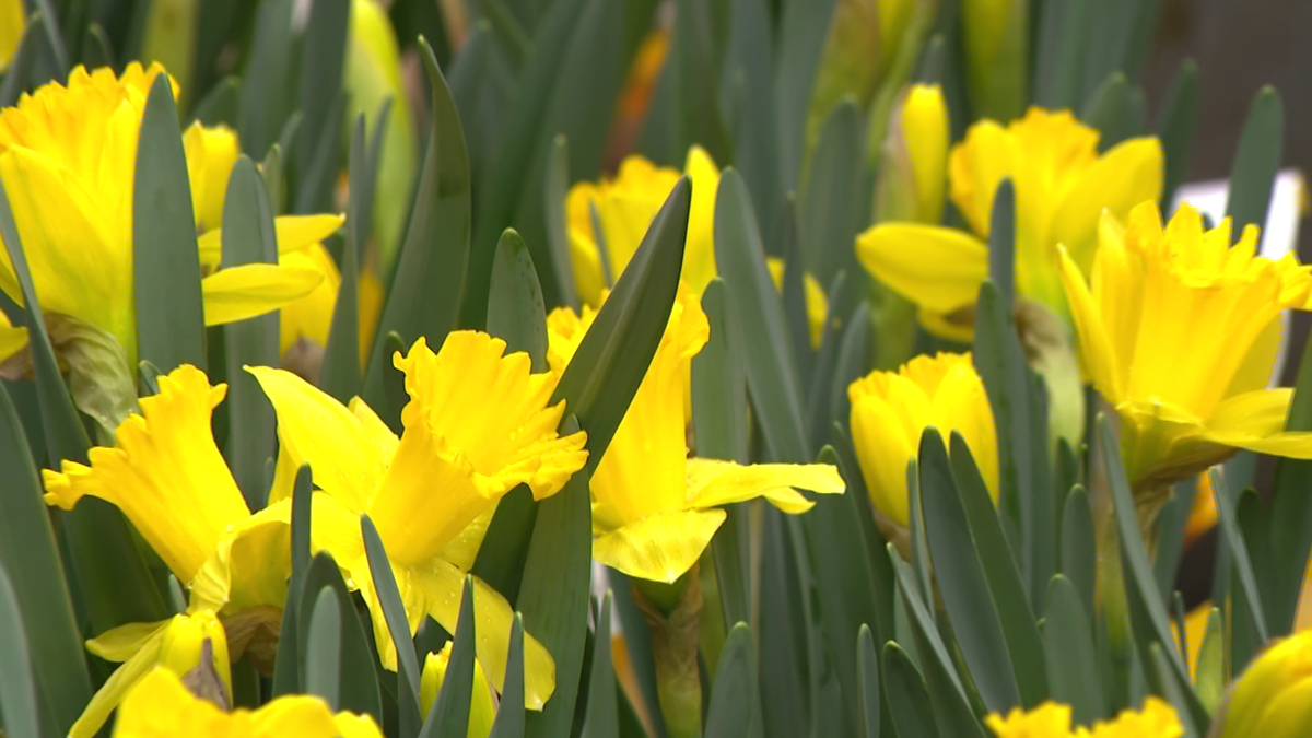 Volunteers place 40,000 daffodils across Boston ahead of Marathon Monday