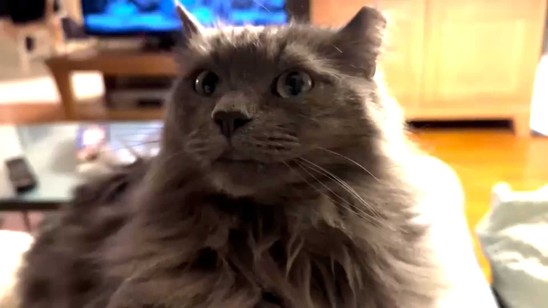 Cat missing 571 days reunited with Connecticut family after epic journey