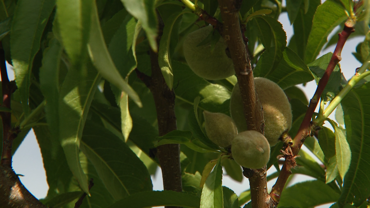 Late freezes wipe out peaches at Western Pa. farm, damage crops across state