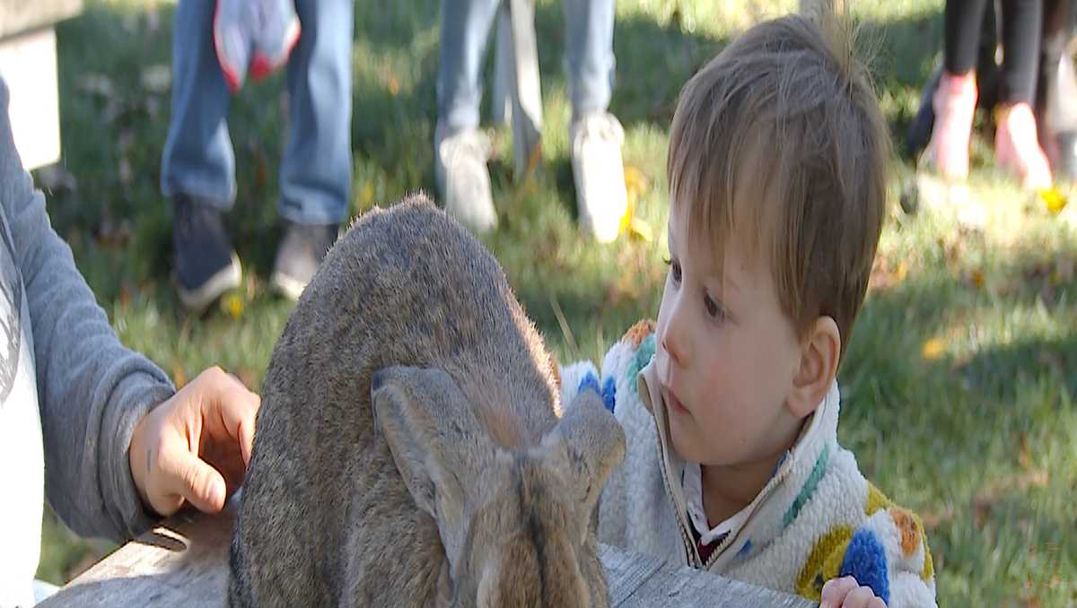 New England farms for fall family fun - WCVB