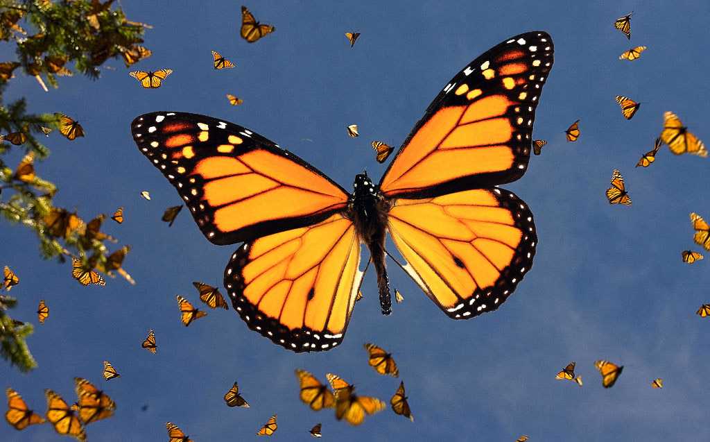 Monarch butterflies are heading south: What to know and when they’ll pass over you