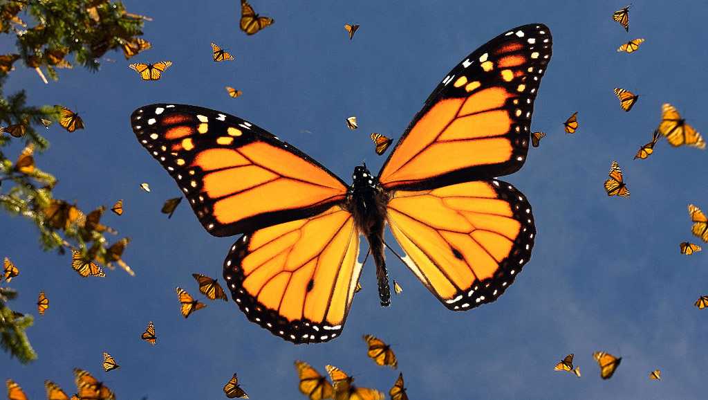 Monarch butterflies are heading south: What to know and when they’ll ...