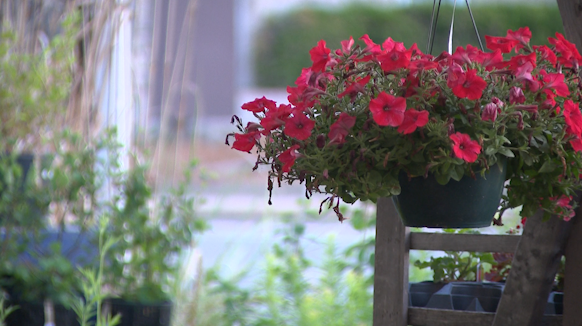 Above the Dirt discussing spring planting, dispels common misconceptions