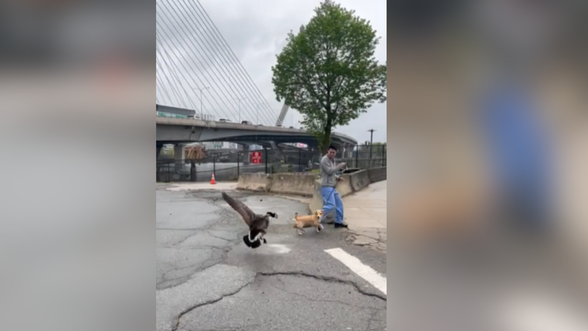 Video of puppy attacked by goose in Boston goes viral on TikTok