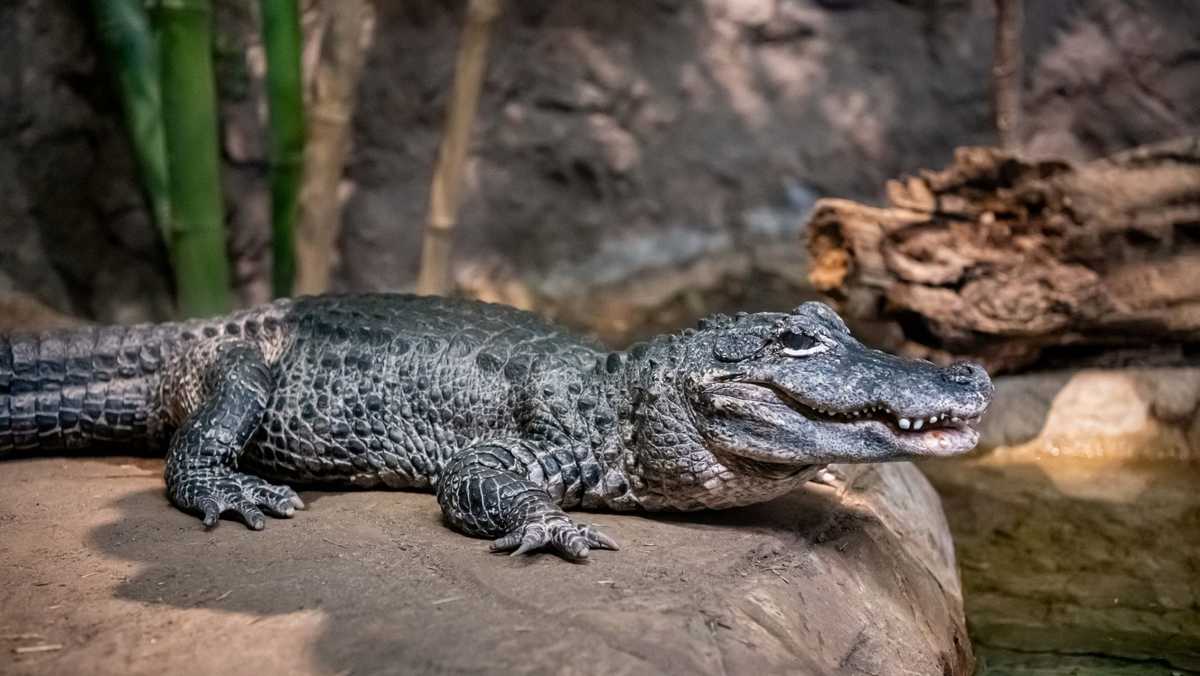 40-year-old Milwaukee County Zoo alligator euthanized