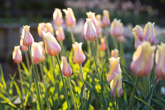Tulips in bloom earlier this spring at Reynolda Gardens in Winston-Salem, North Carolina