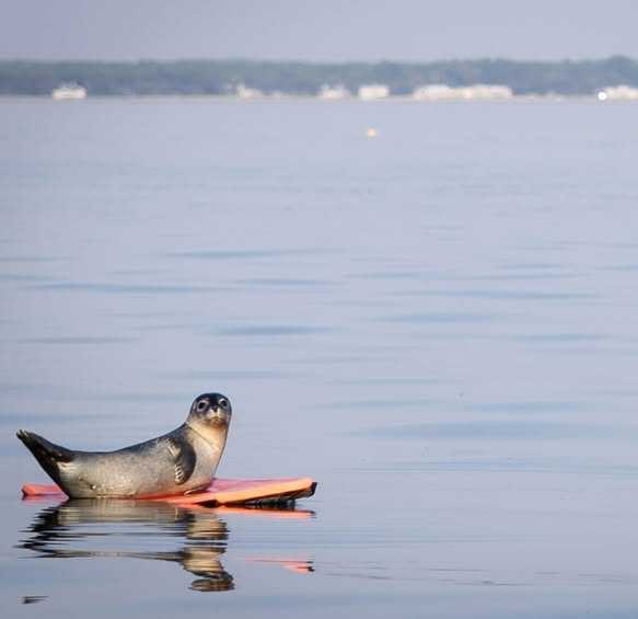 seal pup old orchard beach boogie board