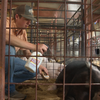 Students raising show animals dream of being farmers