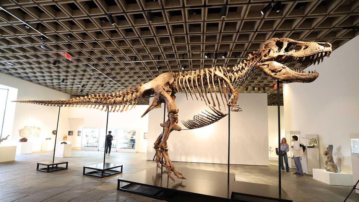 Rare T. rex fossil sells for record $50.1 million at auction