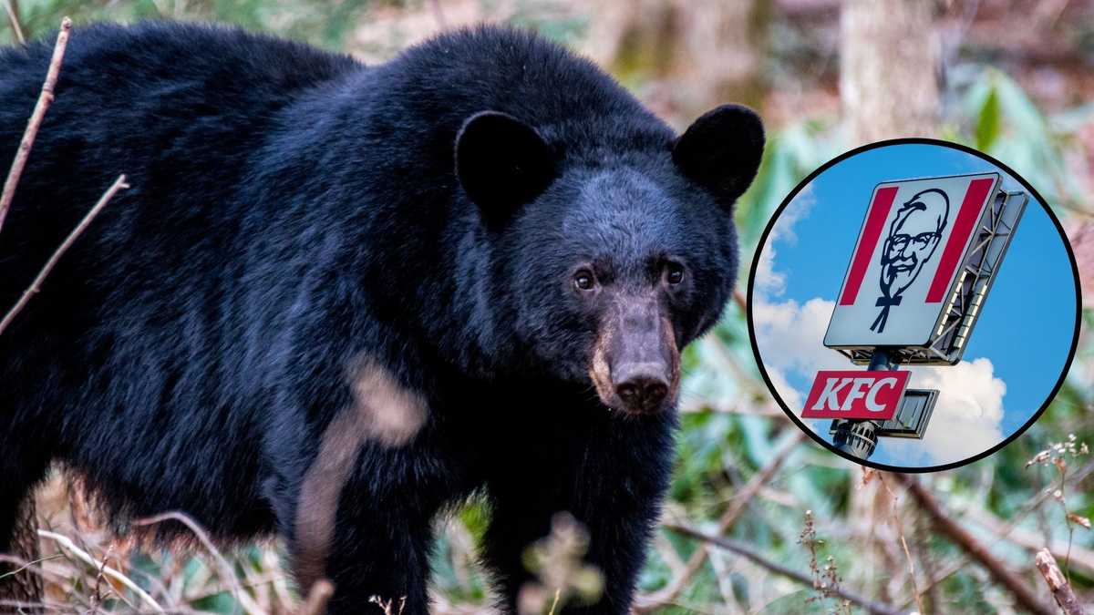 Kentucky woman says bear broke into her home, ate her KFC while she slept