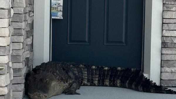 Photos: Police capture alligator hanging out on Mount Dora resident's front porch