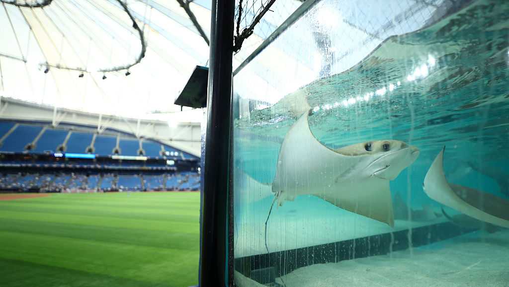 Did you know there are live stingrays in Tampa Bay's stadium?