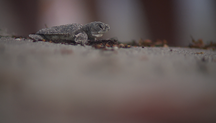 Sea turtle nest excavation offers lesson in conservation on Delray Beach