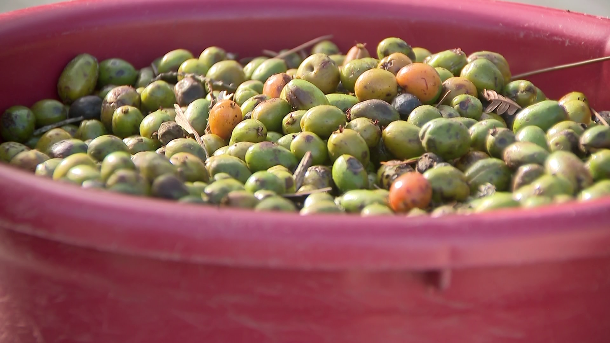 Multiple people arrested across Central Florida for illegally harvesting saw palmetto berries