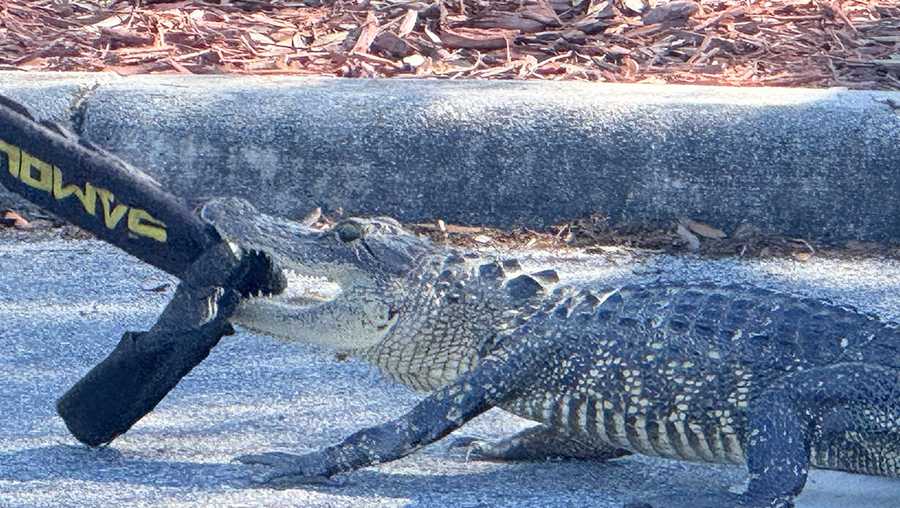 Deputy snaps into action when alligator wanders onto Osceola County school campus Deputy snaps into action when alligator wanders onto Osceola County school campus
