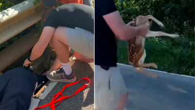 Watch: Ohio fire officials rescue baby deer from storm drainwjcl