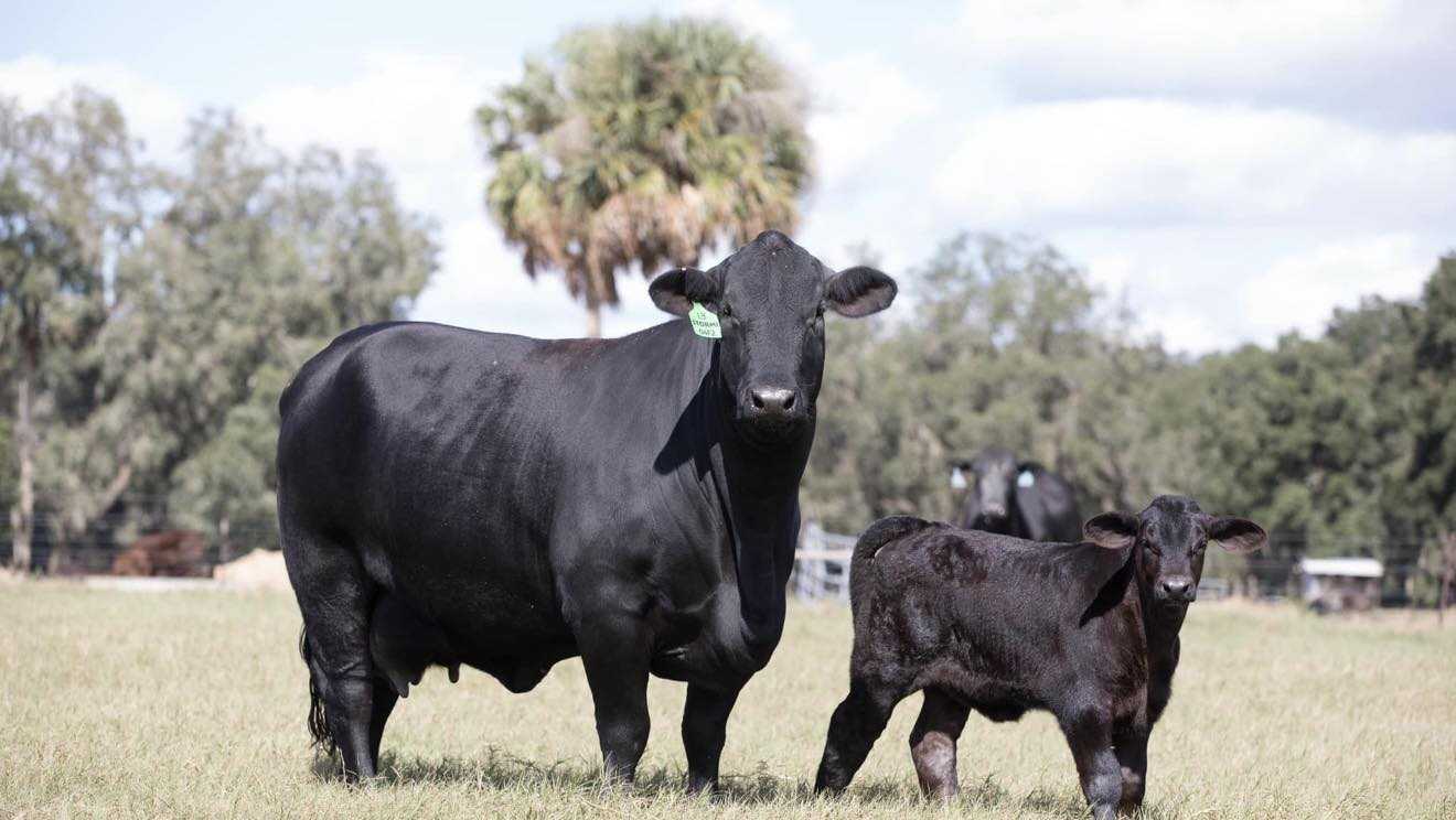 5 cattle struck by lightning, killed at Marion County ranch during storms, NWS says