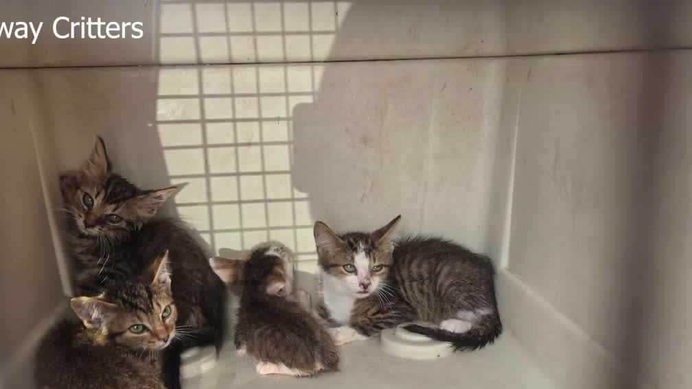 Several cats, kittens rescued from York County hoarding situation