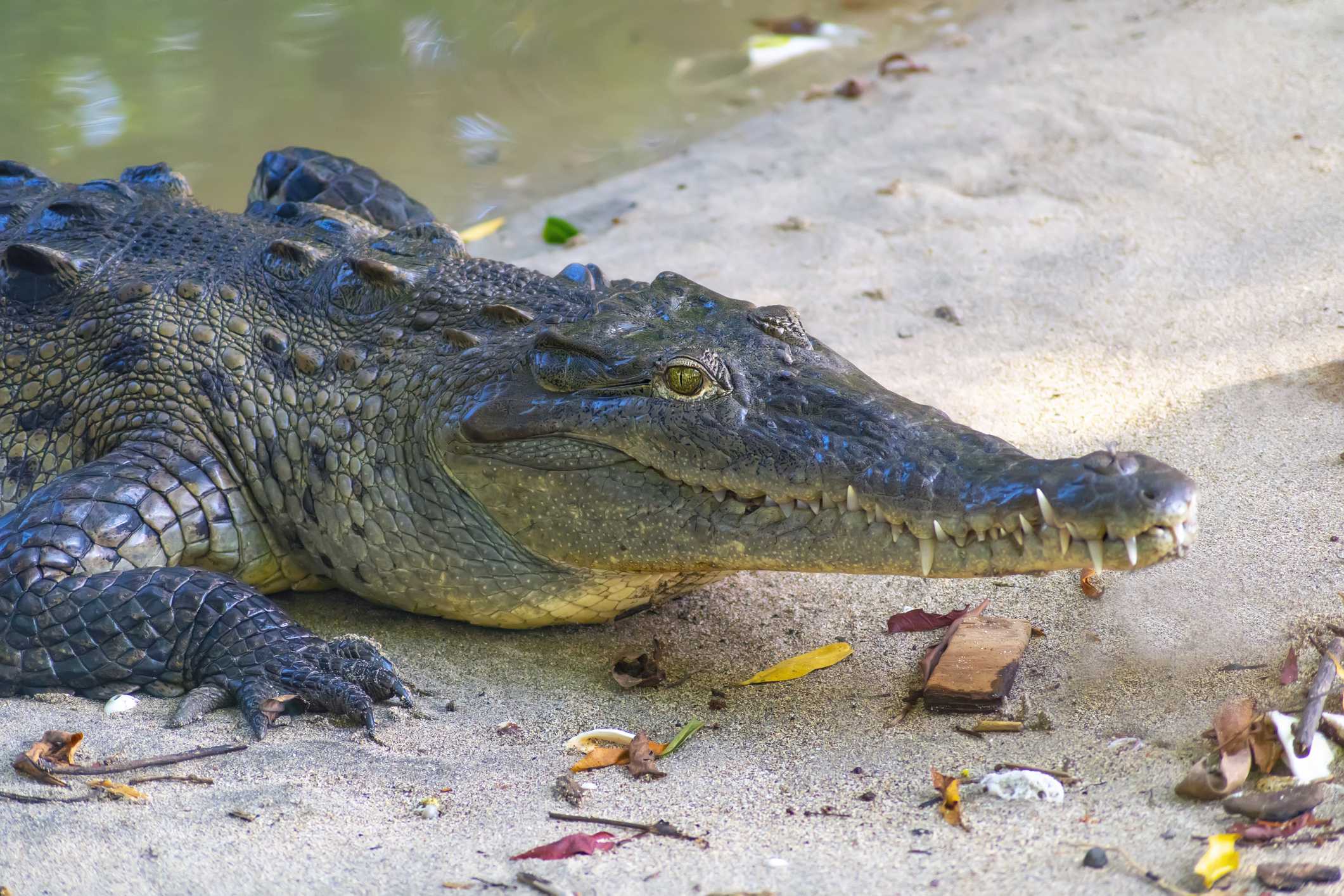 Florida crocodile dies from lead poisoning in first-of-its-kind case, officials say