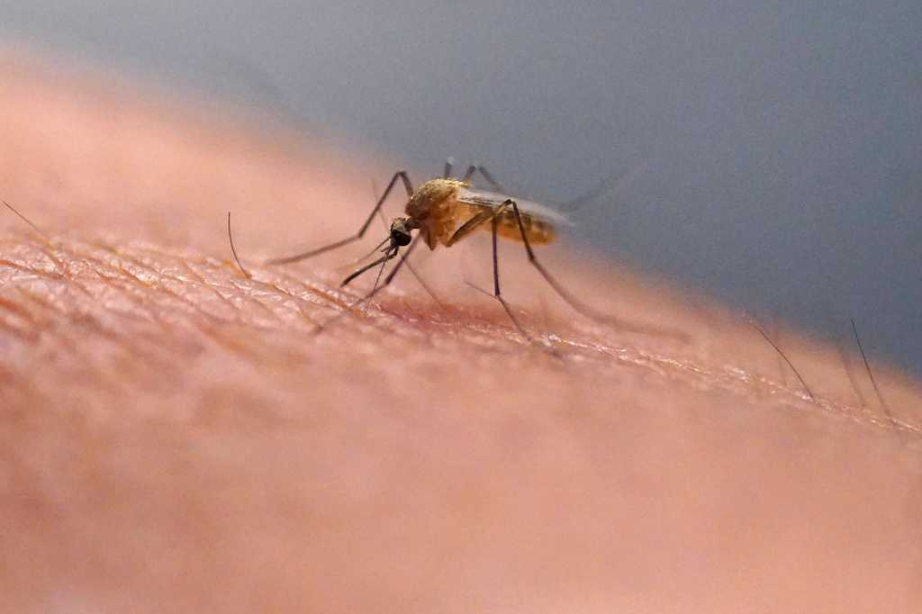 Why scratching bug bites and rashes makes itching worse, according to science