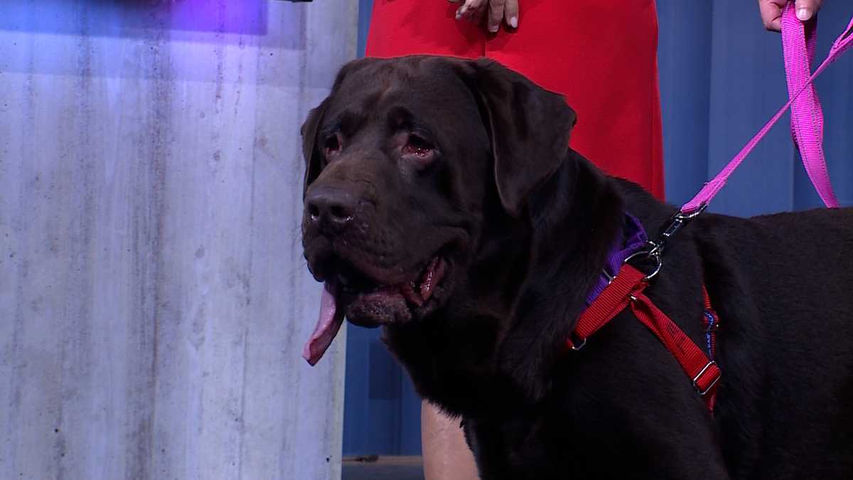 Meet Toot, our Adoptable Pet of the Week in Greater Portland