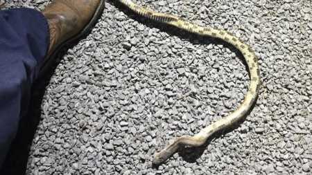 5½-foot snake causes large power outage in Decatur