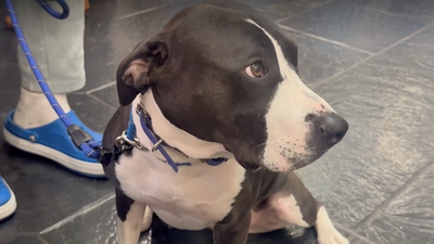 Rescue dog found near dumpster is now a school therapy dogwdsu