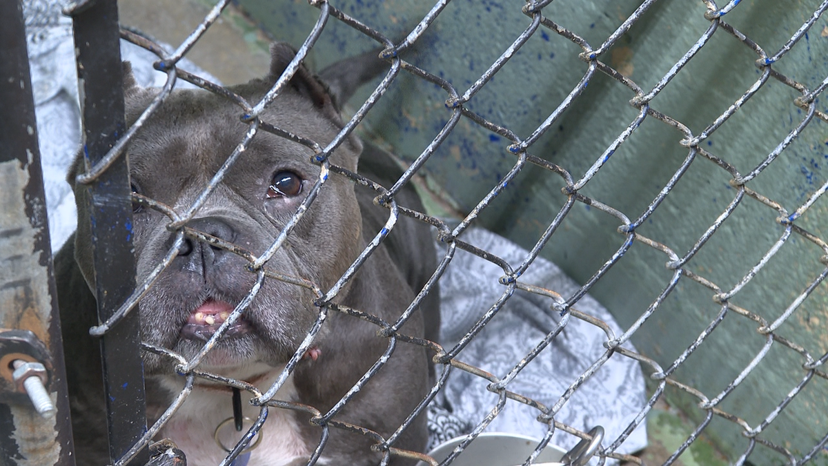 ‘Very painful out there’ as Lowcountry pet owners struggle to keep pets amid ris...