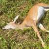 Doe shot and killed illegally in Rome, Maine